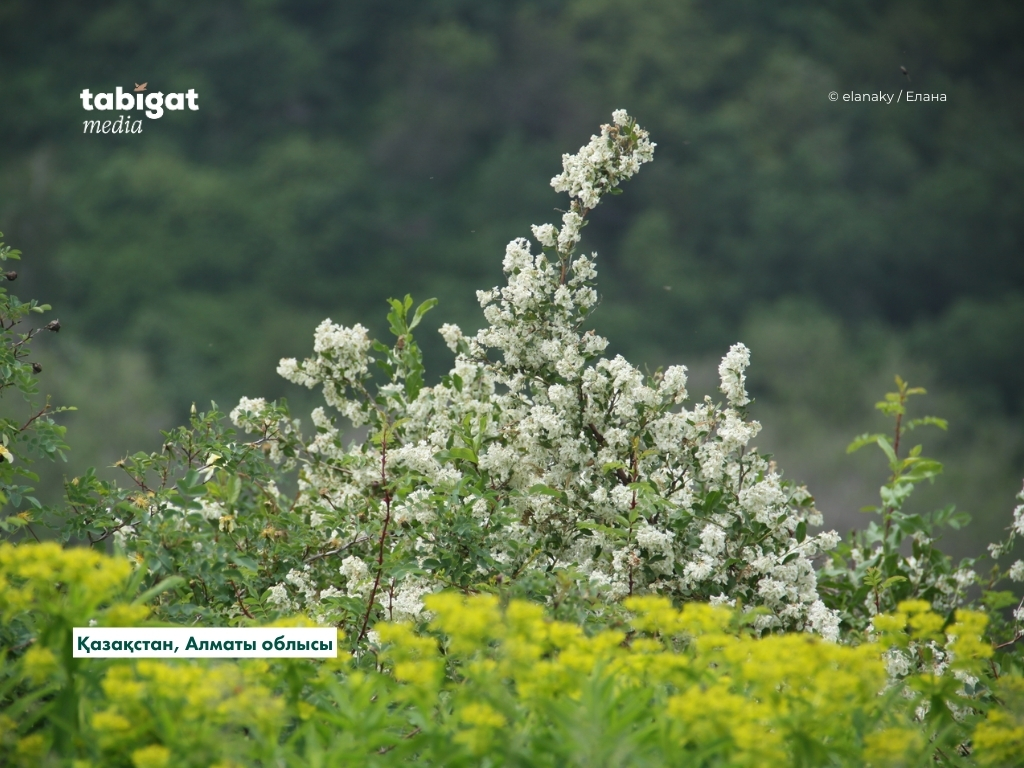 Писка берді Томпақ қыздар порно видео